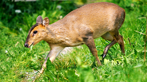 a reeves muntjac deer